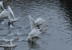 今朝、白鳥池（１）