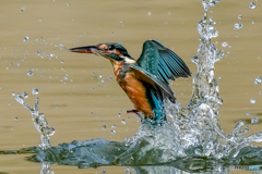 いつもの公園「水面蹴る」