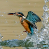 いつもの公園「水面蹴る」