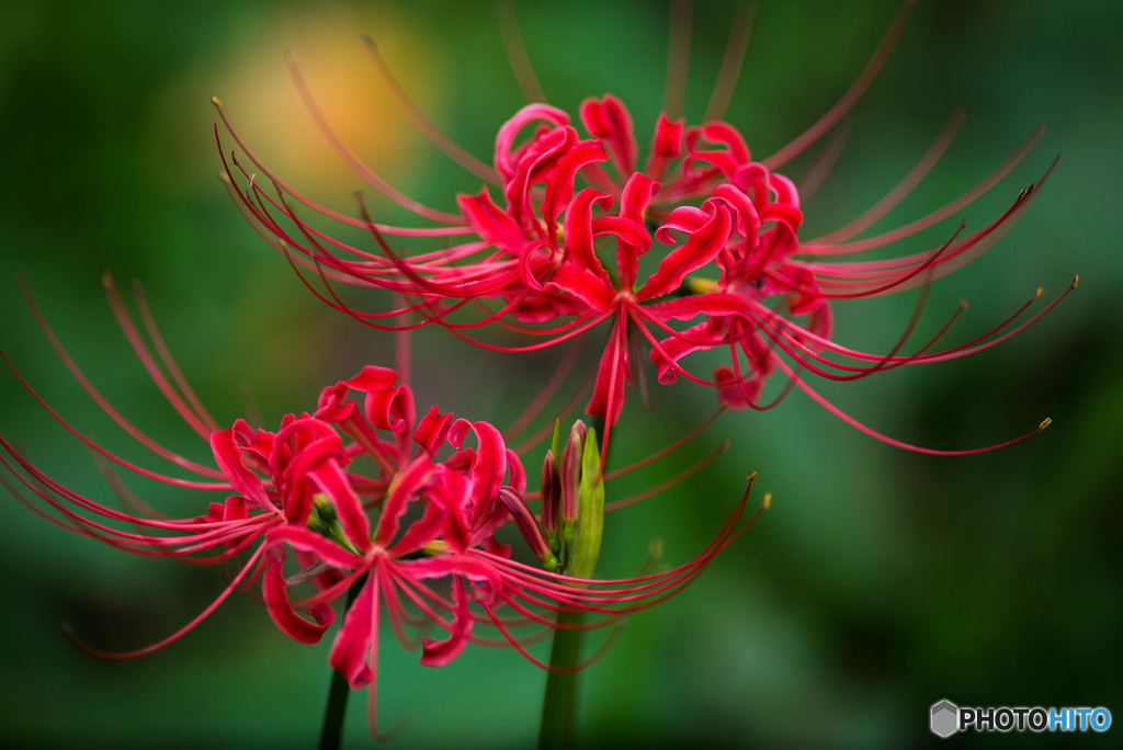 秋、曼殊沙華（１２）