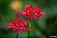 秋、曼殊沙華（１２）