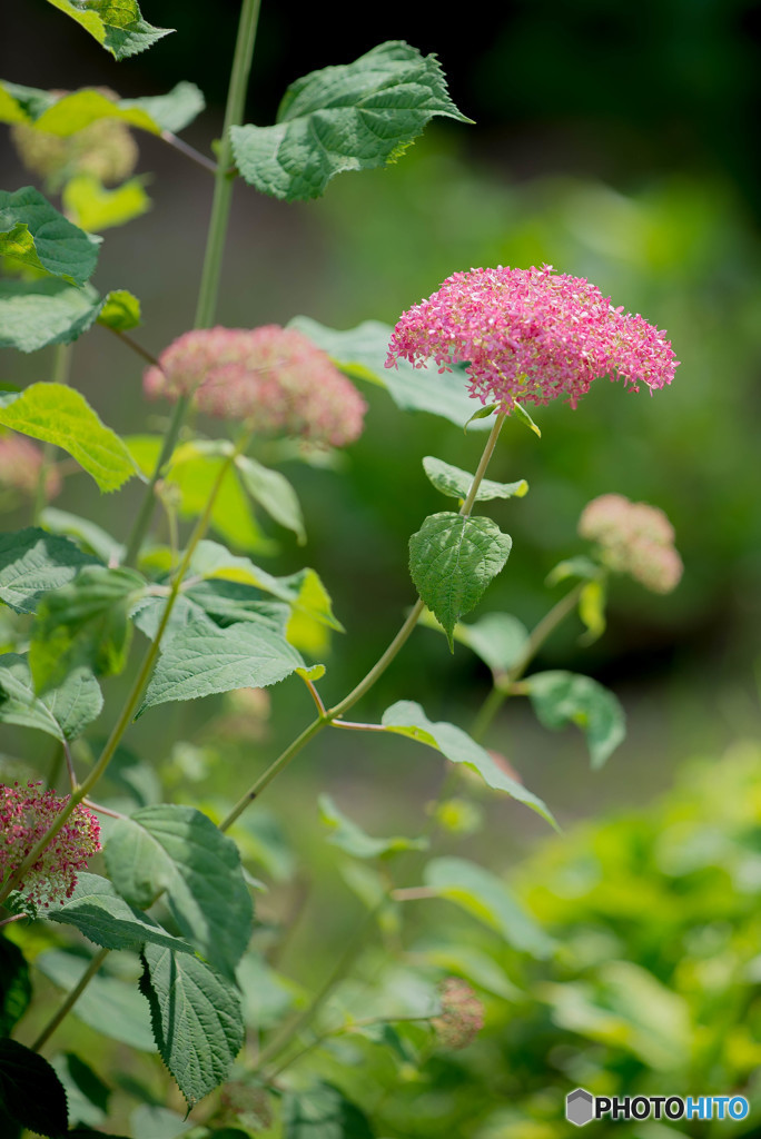 赤麗華（紫陽花）