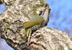隣町の公園　「アオゲラ」（２）