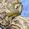 隣町の公園　「アオゲラ」（２）