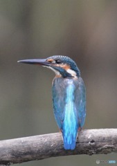 いつもの公園「カワセミ」（２）