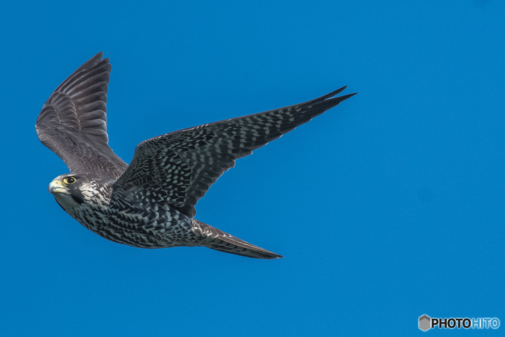 利根川小春日和「早いぞハヤブサ」？（３）