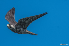 利根川小春日和「早いぞハヤブサ」？（３）