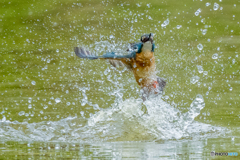 いつもの公園「浮上」シリーズ（Ⅳ）（３）