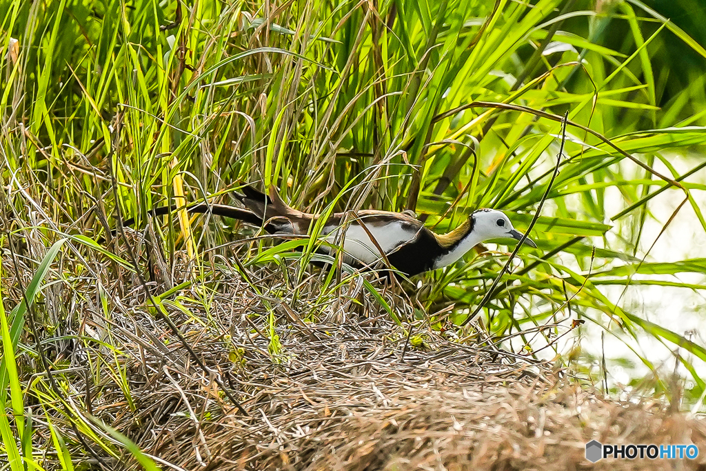 珍鳥レンカク