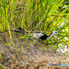 珍鳥レンカク