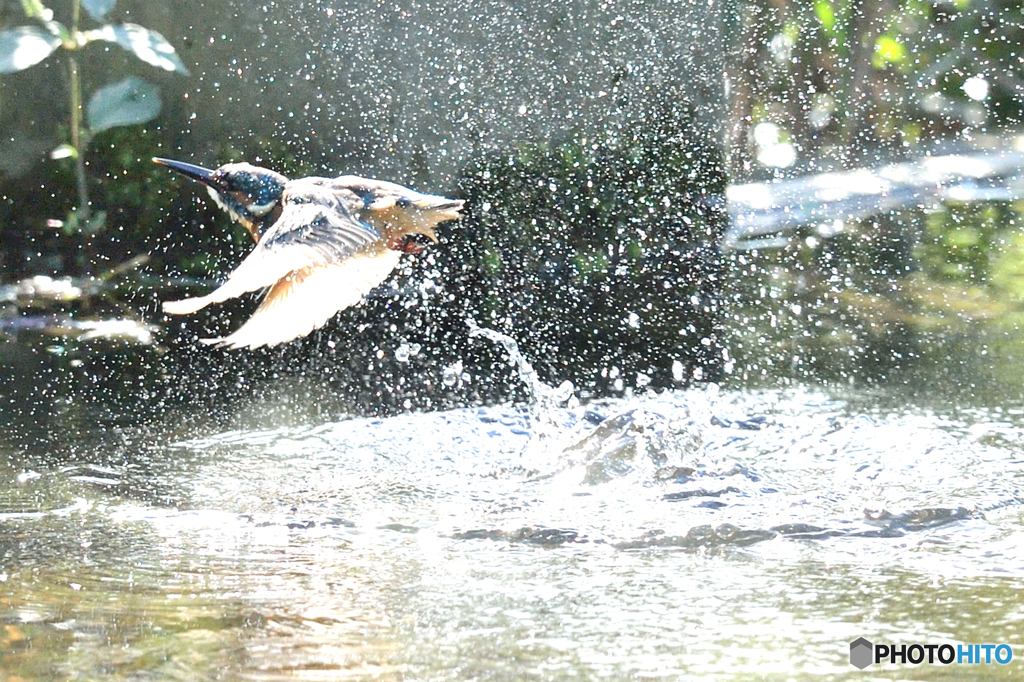 隣町の公園「カワセミ日記」（２）「水遊び」