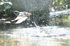 隣町の公園「カワセミ日記」（２）「水遊び」