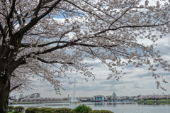 サクラ、行幸湖大噴水