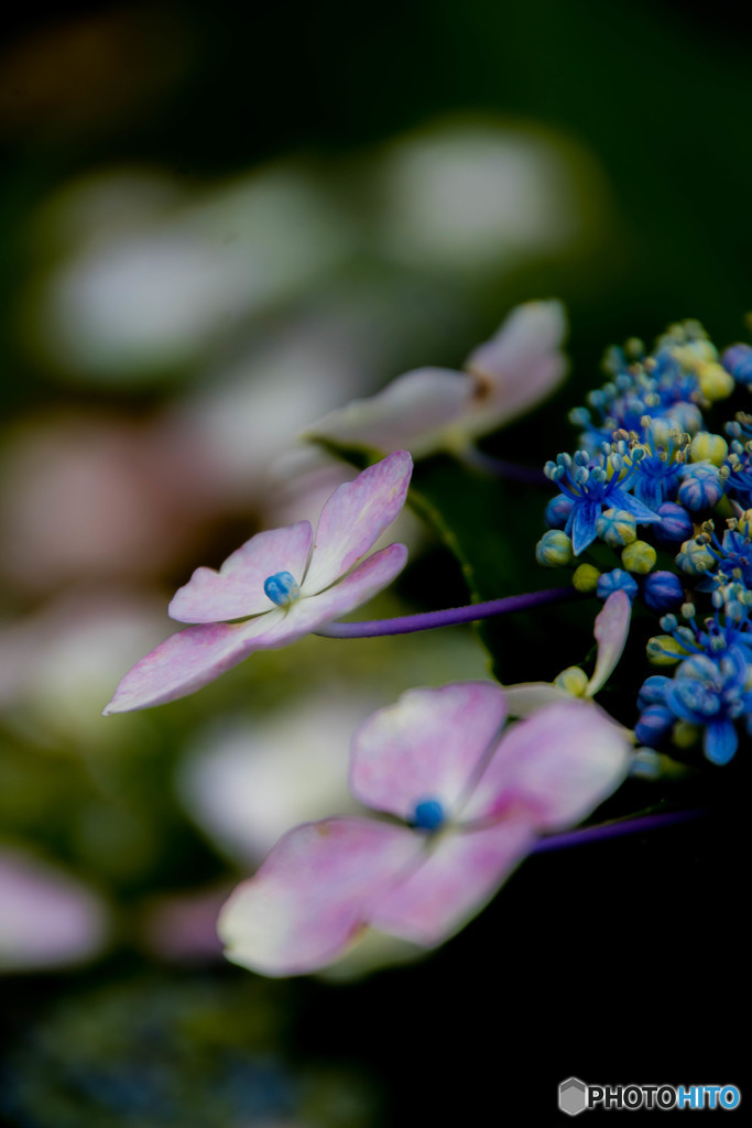 彩花、紫陽花（参）