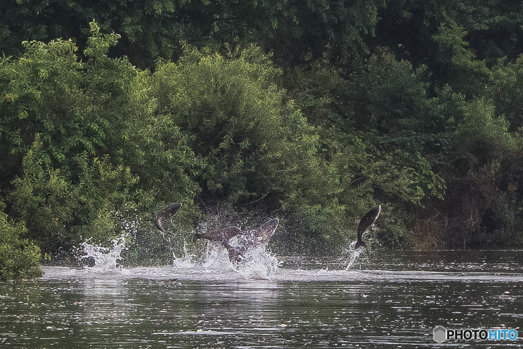 雨、利根川（ハクレン）
