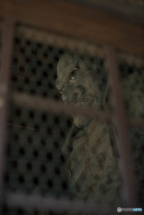 鑁阿寺（ばんなじ）盛夏（足利）「仁王」