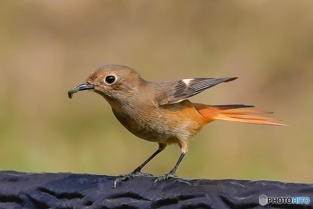いつもの公園「来鳥」