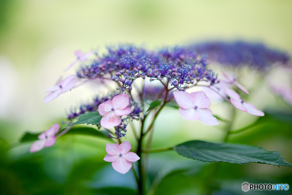 いつもの公園「紫陽花の頃」（１）