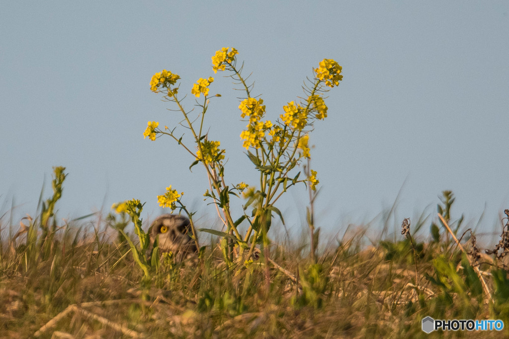 かくれんぼ（コミミズク）