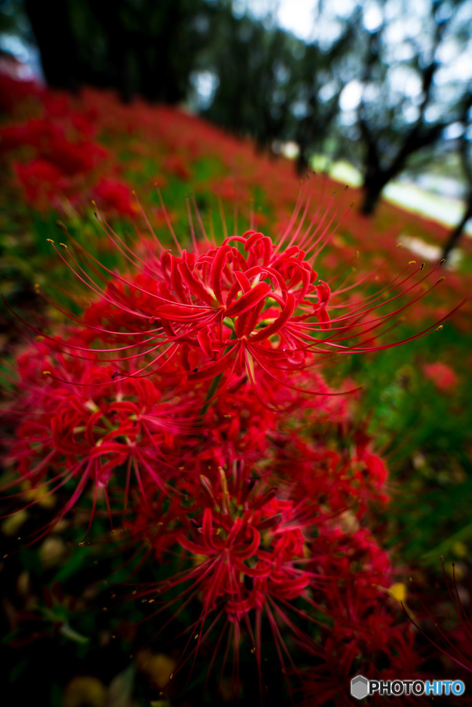 秋華、曼殊沙華（１）