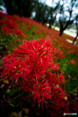 秋華、曼殊沙華（１）