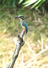 カワセミウォッチ４－１「カワセミウォッチ」