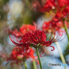 いつもの公園「秋、兆す」（曼珠沙華）