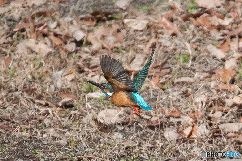 カワセミ飛行（１）
