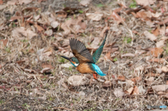 カワセミ飛行（１）