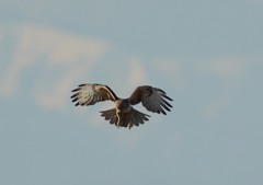 ノスリ（２）「ホバ」