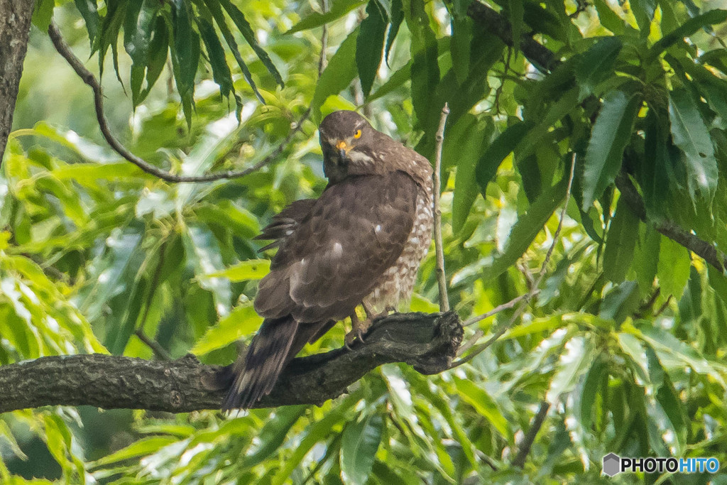 サシバの木（３）