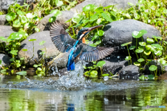 いつもの公園「魚獲る」