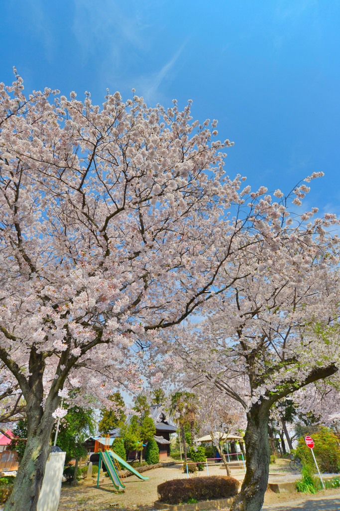 春桜寸景（７）「小手指農林公園（２）」