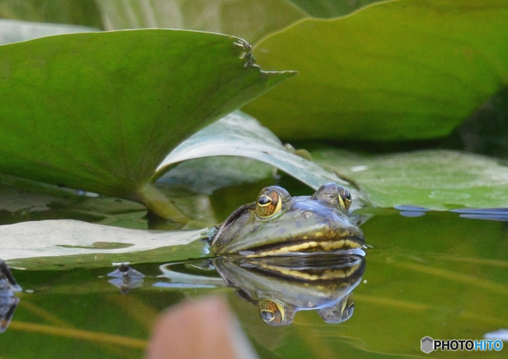 いつもの公園「ウシガエル」