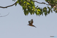 いつもの公園「悪戦苦闘」（３）