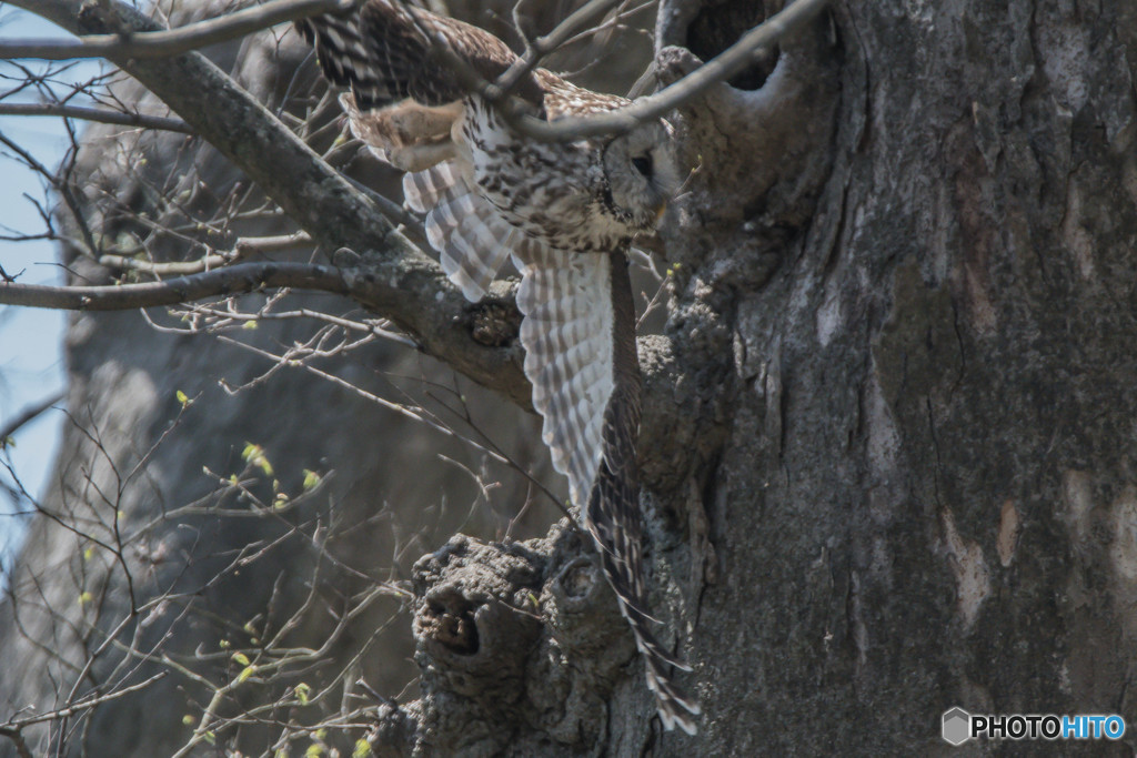 杜の人「パトロール」（フクロウ）（２）