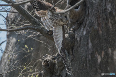 杜の人「パトロール」（フクロウ）（２）