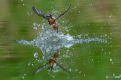 いつもの公園「出たぁ！」