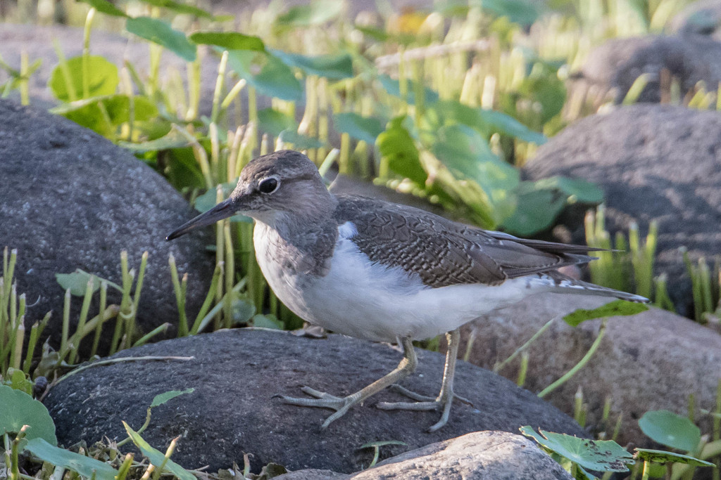 いつもの公園「イソシギ」（冬毛成鳥）（？）（１）