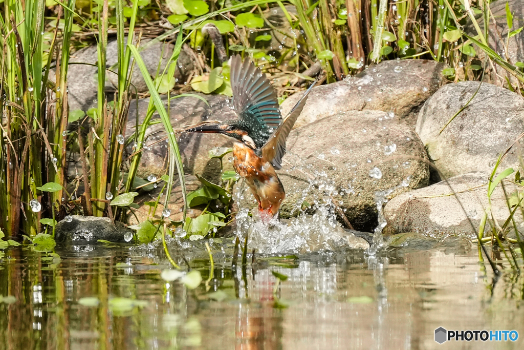 いつもの公園「曼殊沙華のころ」
