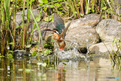 いつもの公園「曼殊沙華のころ」