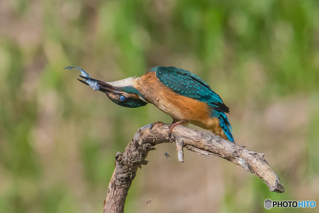 いつもの公園「お魚食べちゃった」（４）（カワセミ）