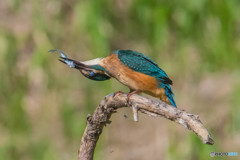 いつもの公園「お魚食べちゃった」（４）（カワセミ）