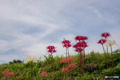 華探し、秩父路（６）