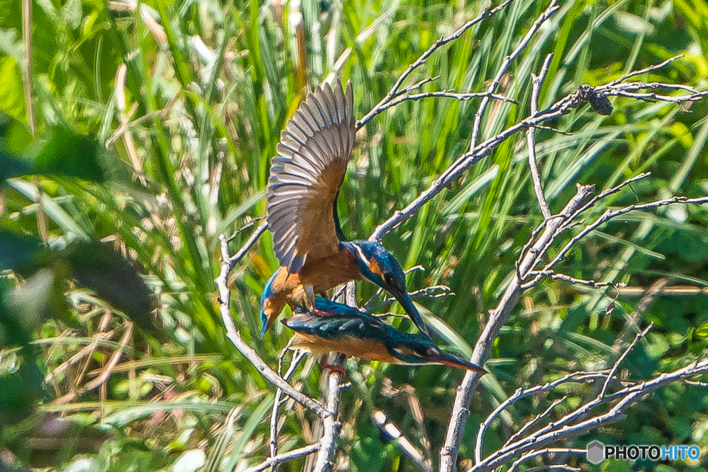 いつもの公園「マウント」（３）