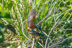 いつもの公園「マウント」（３）
