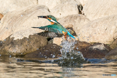 いつもの公園「右良し」（２）