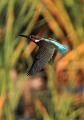いつもの公園、今朝３－３「カワセミ飛型」