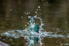 いつもの公園「水光」（１）