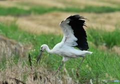 コウノトリ「翼（２）」